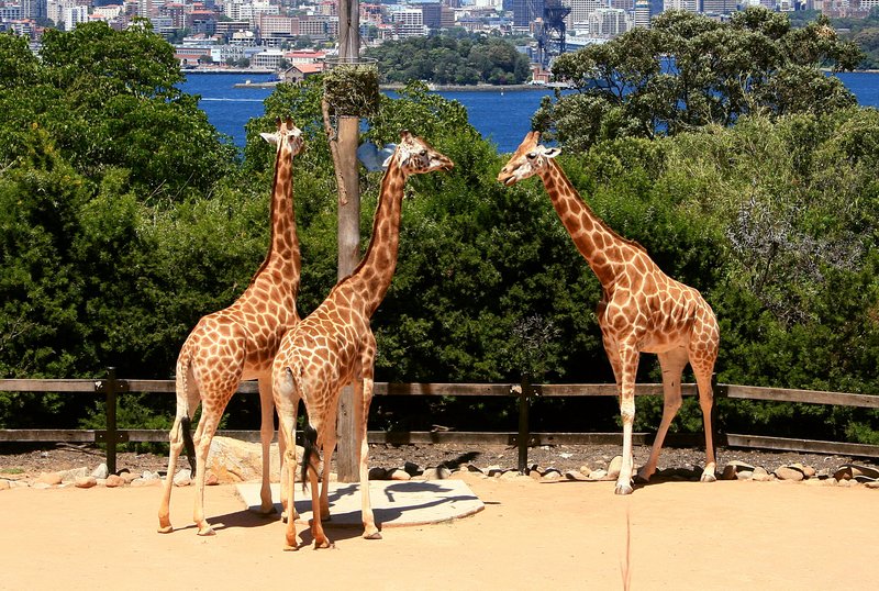 nov 20 3761 giraffe