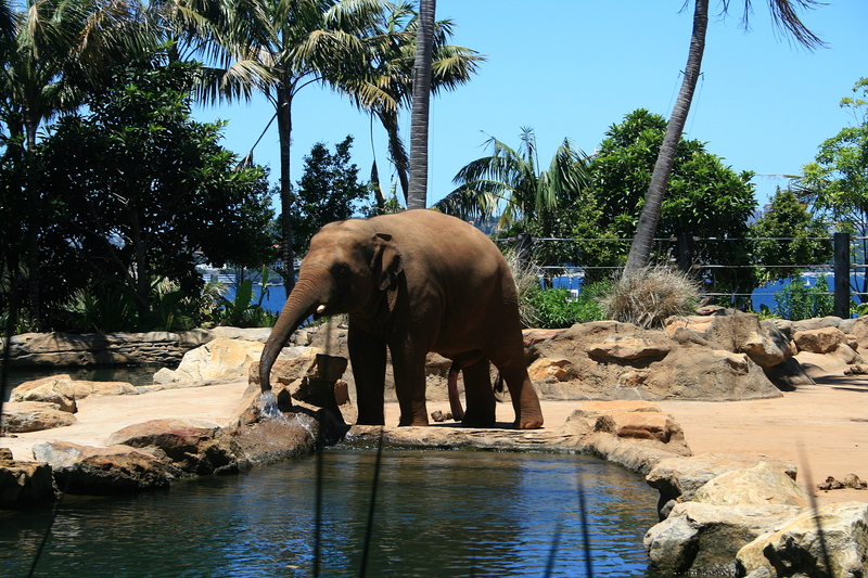 nov 20 3816 elephant