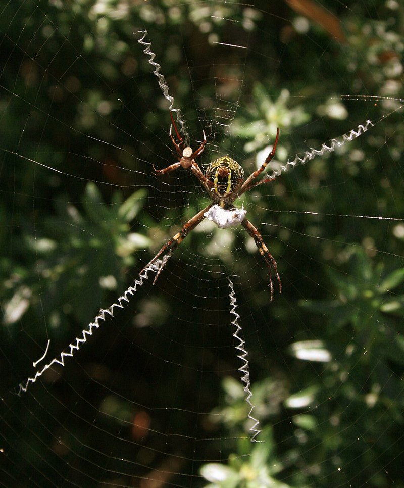 nov 20 3859 argiope dorasl male