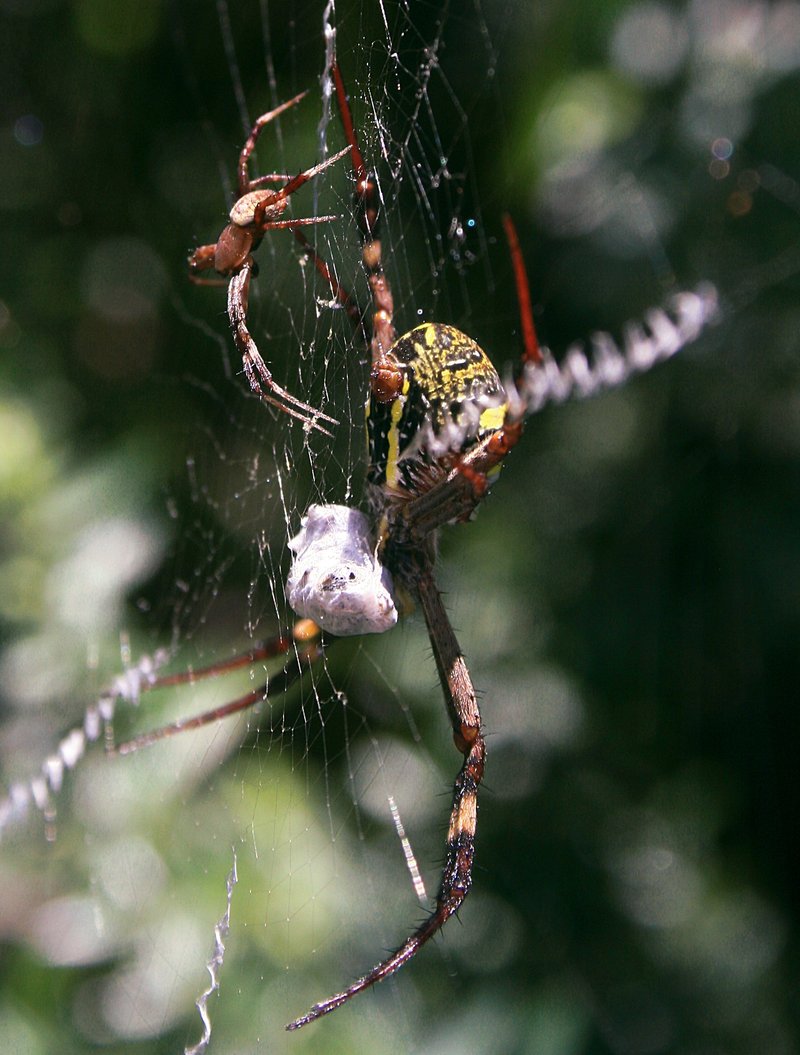 nov 20 3868 male female argiope side