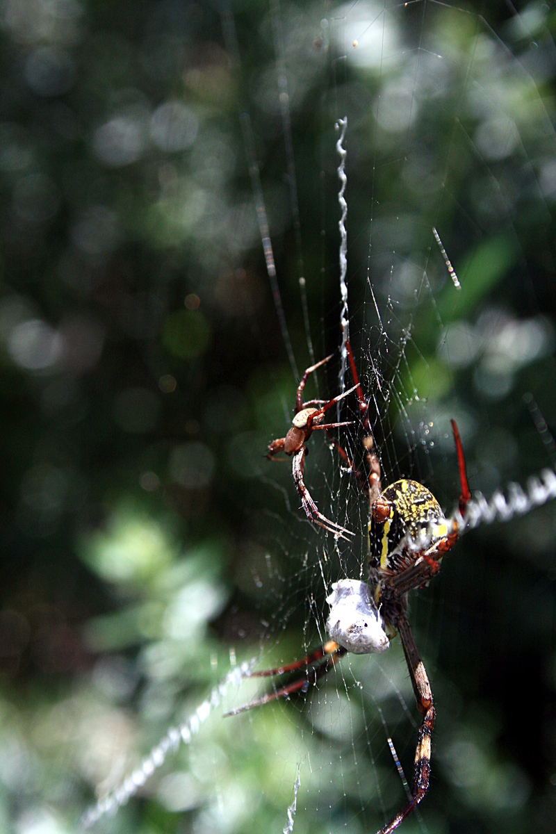 nov 20 3869 argiope