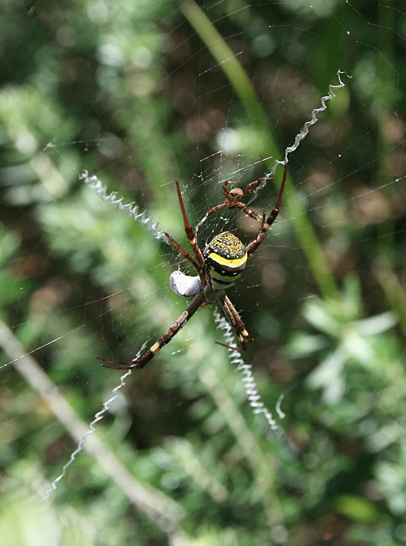 nov 20 3879 argiope female dorsal male ventral