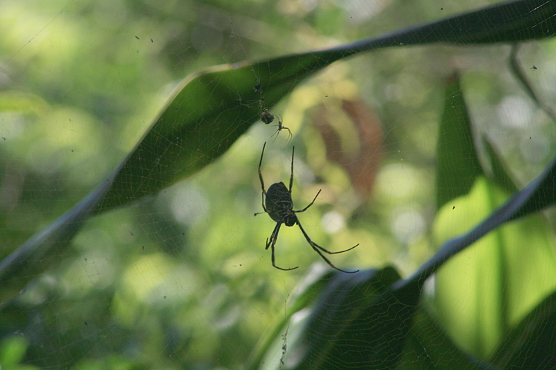nov 20 4092 male female nephila