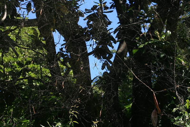 nov 20 4097 many nephila