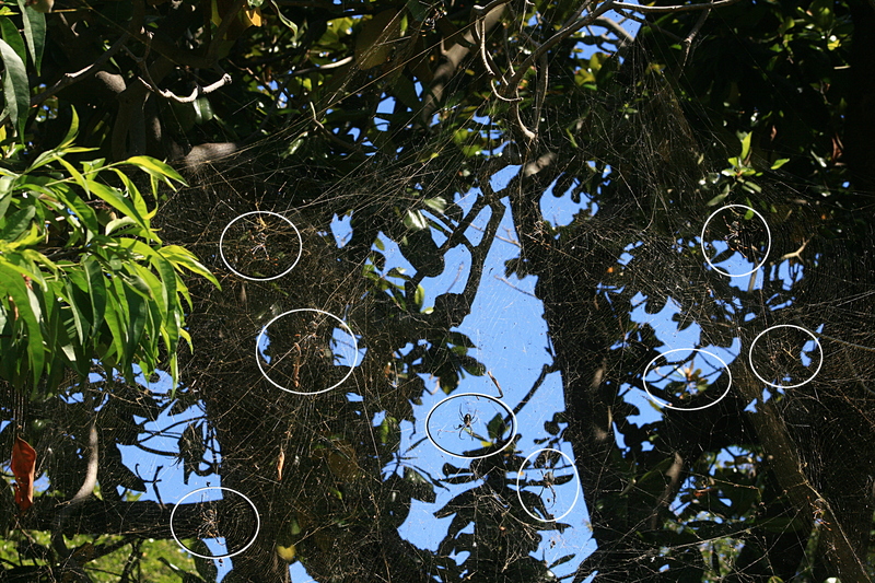 nov 20 4100 many nephila marked