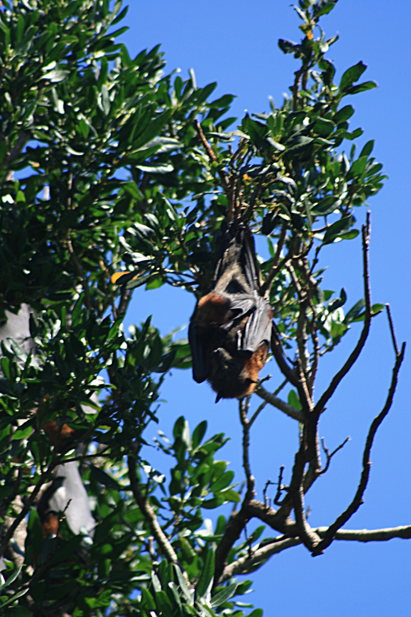 nov 20 4137 big bat