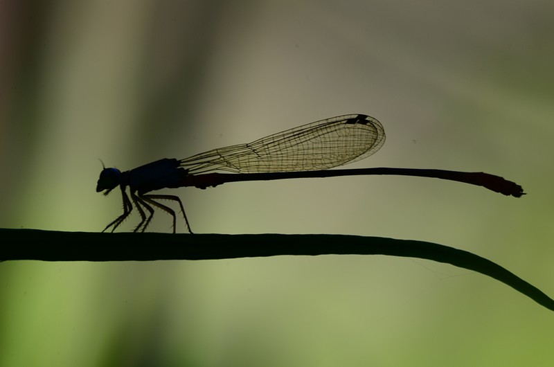 Open Mouth Silhouette