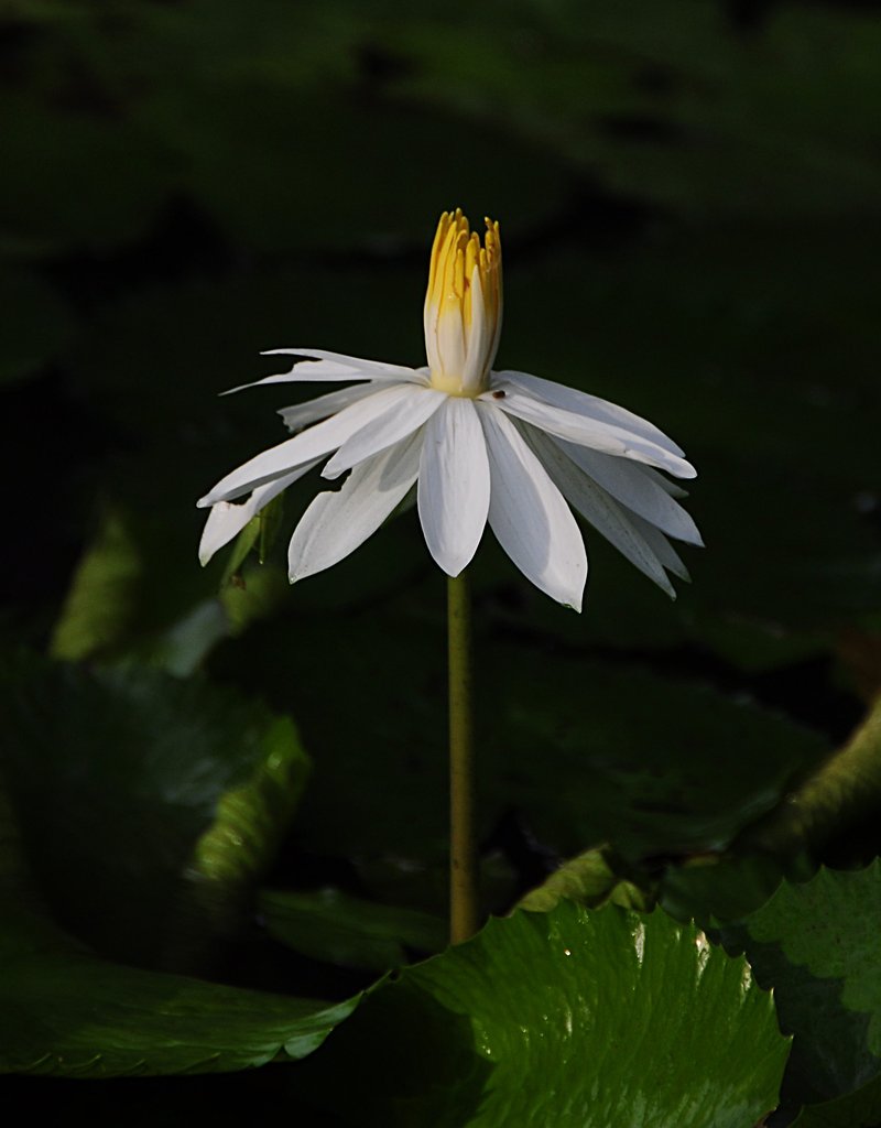 nov 21 0338 morning lotus