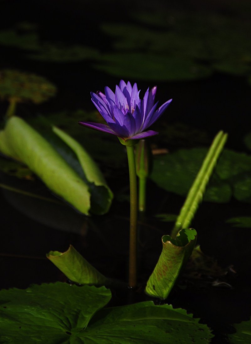 nov 21 0339 morning blue lotus