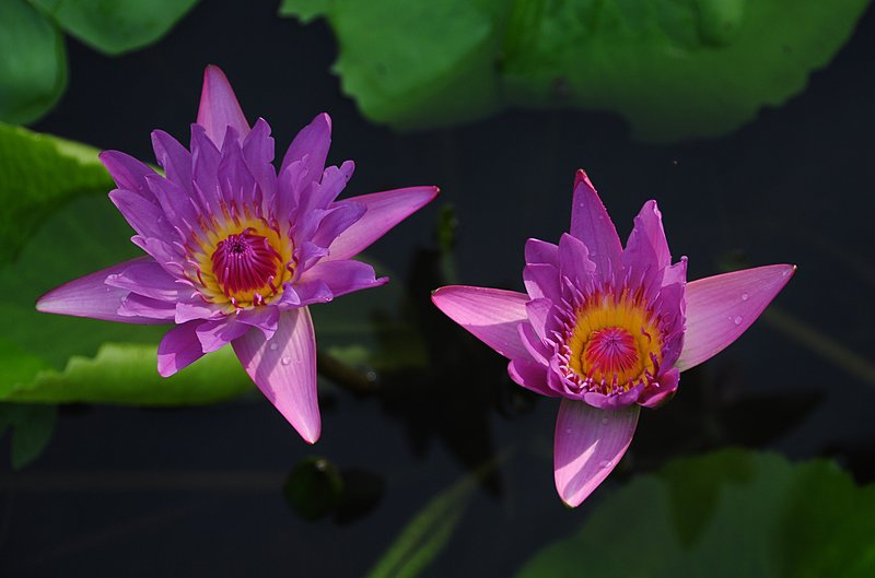 nov 21 0355 lotus colors