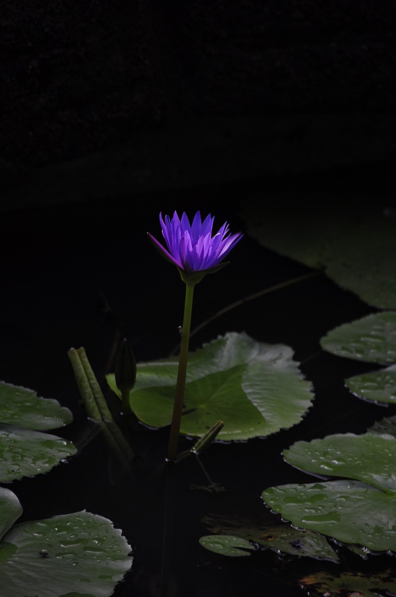 nov 21 0373 blue solitude