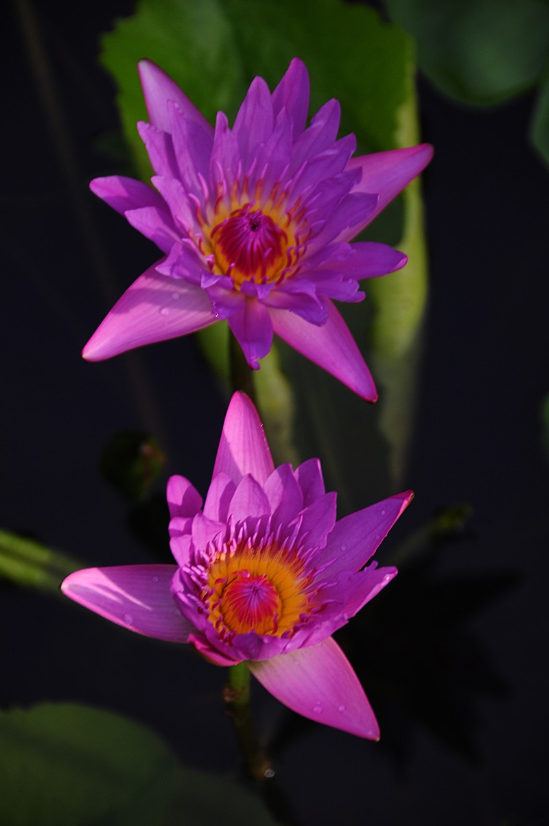 nov 21 0378 blue lotus pair