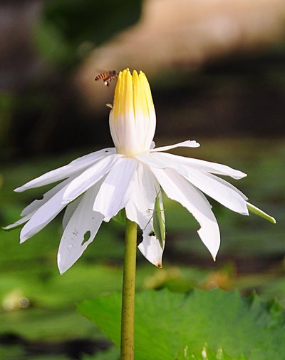 nov 21 0386 lotus bee