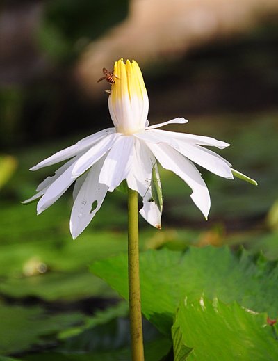 nov 21 0394 bee lotus