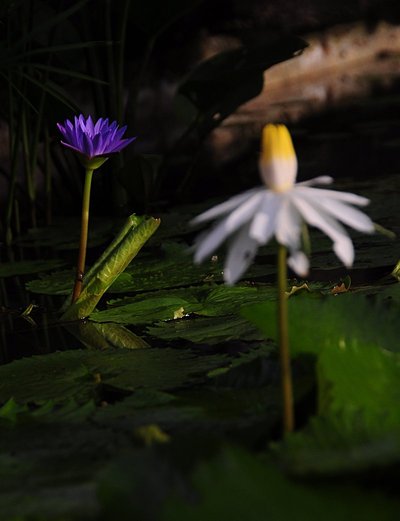 nov 21 0401 morrning lotus light