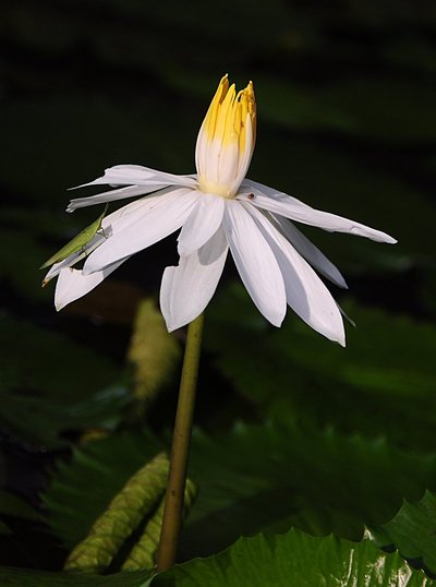 nov 21 0402 morning white lotus