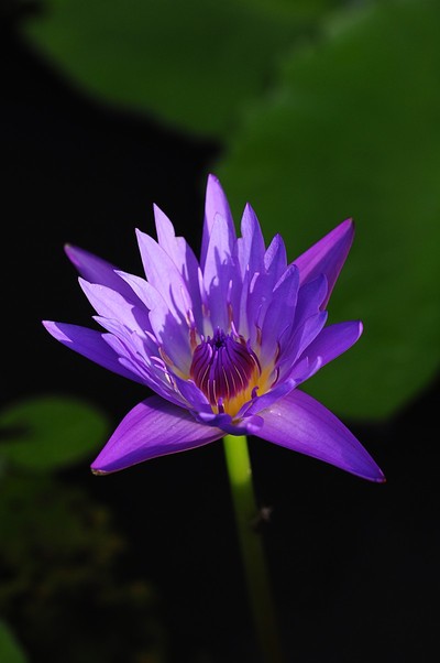 nov 21 0408 blue lotus