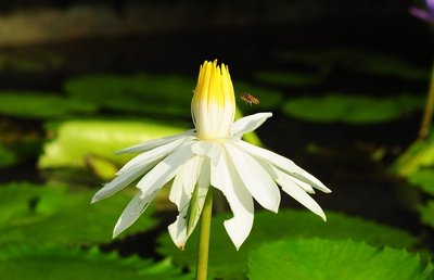 nov 21 0425 bee hunting
