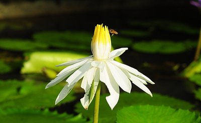nov 21 0428 bee hunting