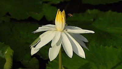 nov 21 0477 bee hunting