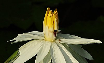 nov 21 0512 bee hunting
