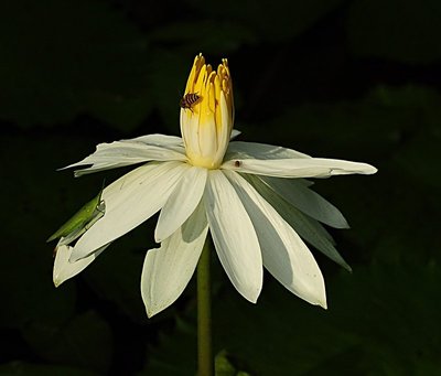 nov 21 0525 bee open lotus