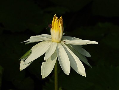 nov 21 0528 bee open lotus