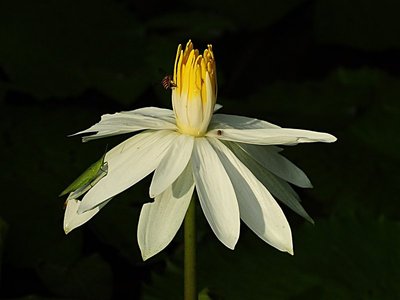 nov 21 0530 bee open lotus