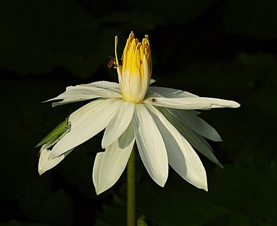 nov 21 0532 bee open lotus