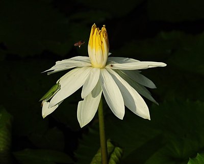 nov 21 0547 bee lotus