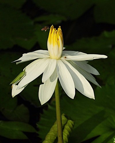 nov 21 0549 bee lotus