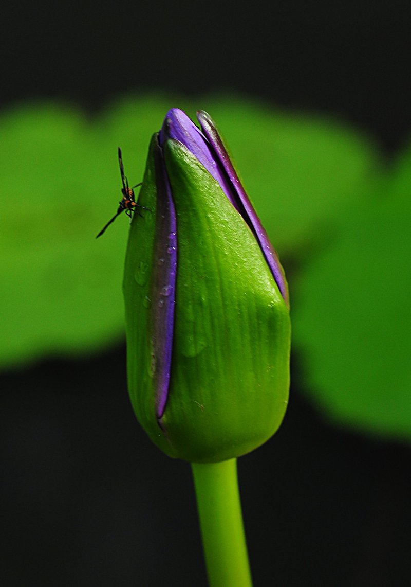 nov 21 0559 skipper lotus bud