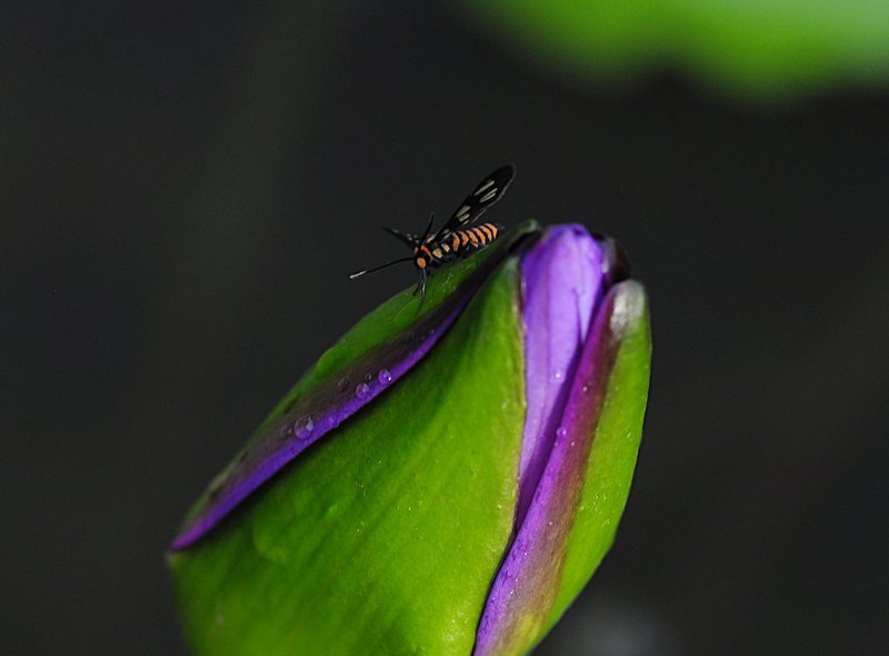 nov 21 0565 skipper bud