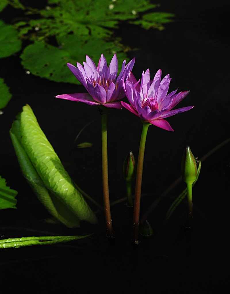 nov 21 0597 2 blue lotus