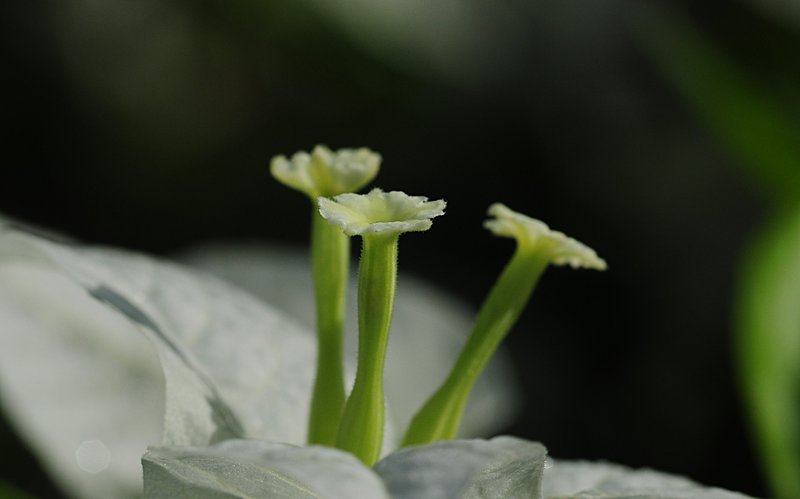 nov 21 0610 white stamen