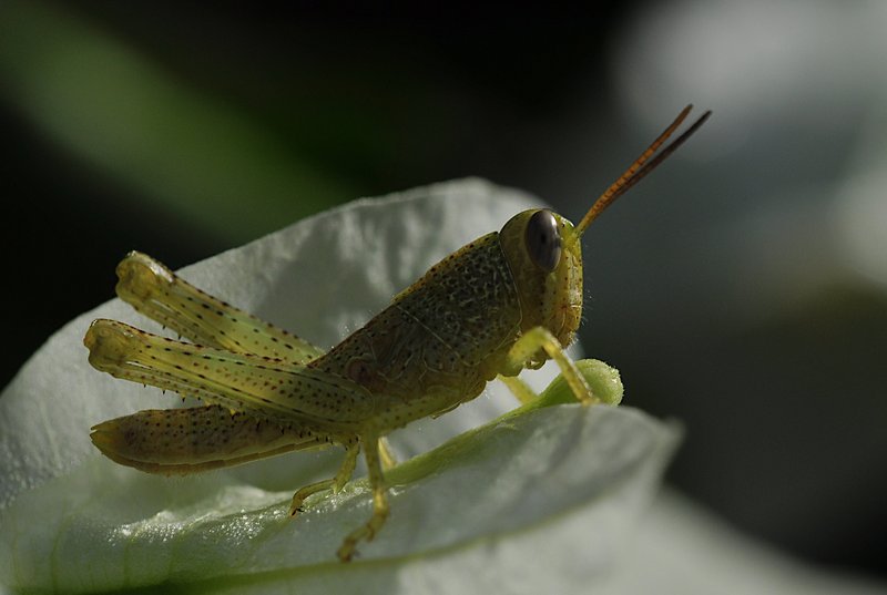 nov 21 0616 ghopper