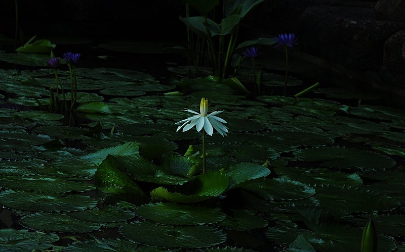 nov 21 0632 white lotus