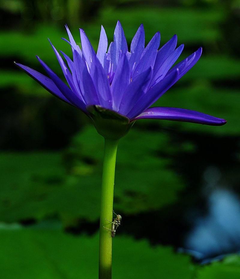 Lotus Bugs