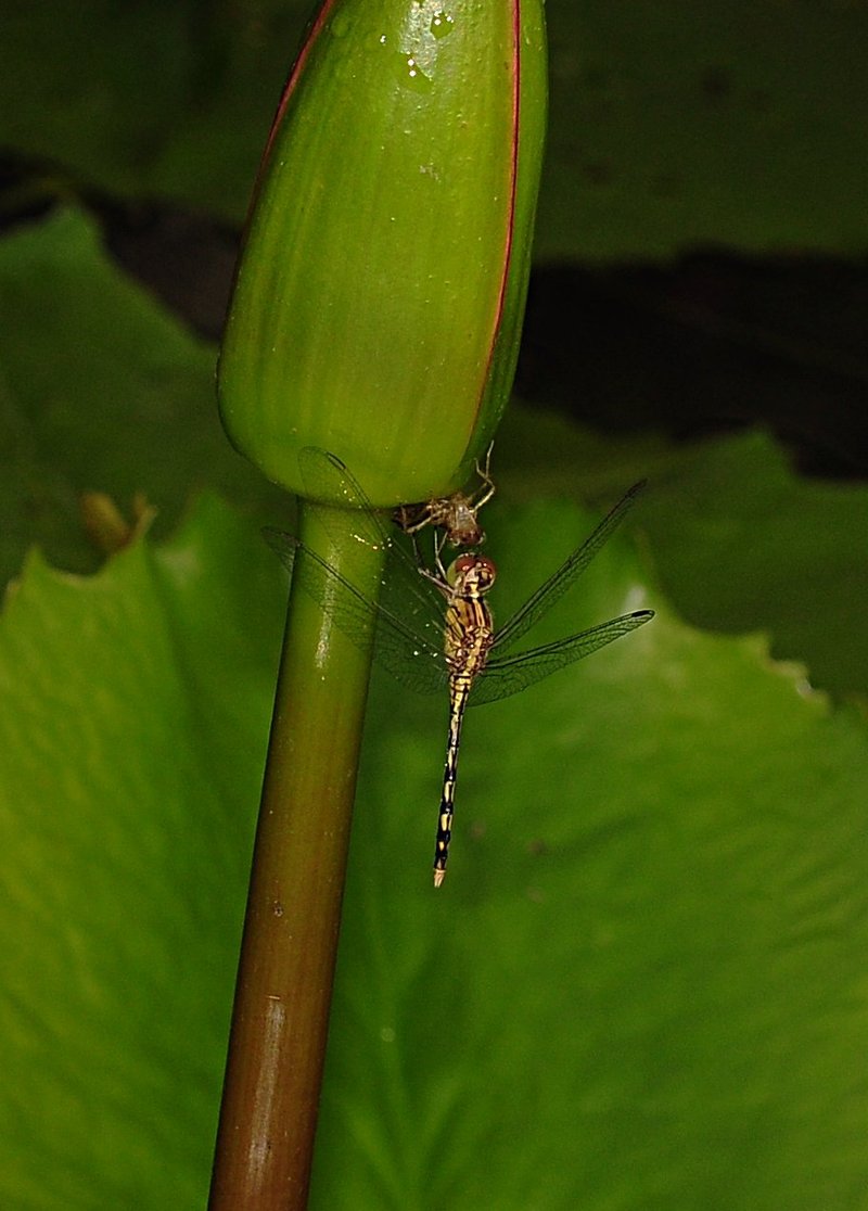nov 21 0662 dfly dinner
