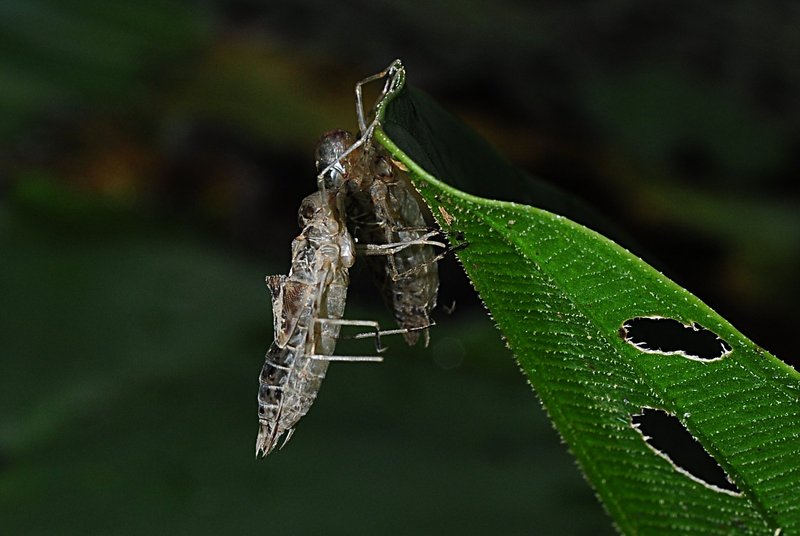 nov 21 0669 2 bugs