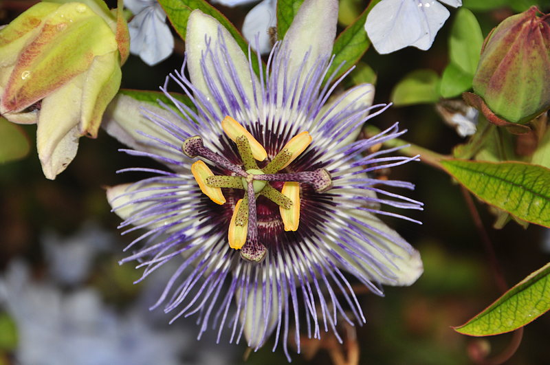 nov 21 2883 flower
