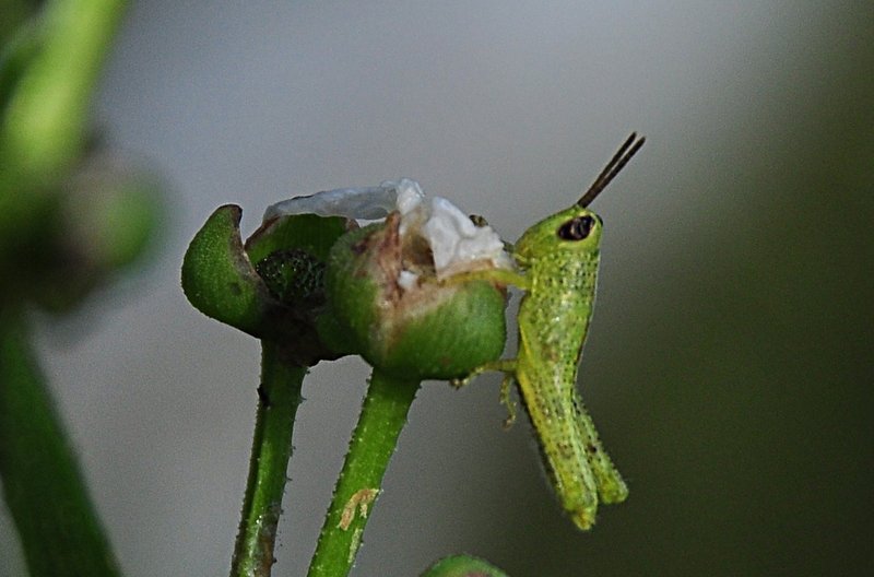 nov 22 1659 ghopper