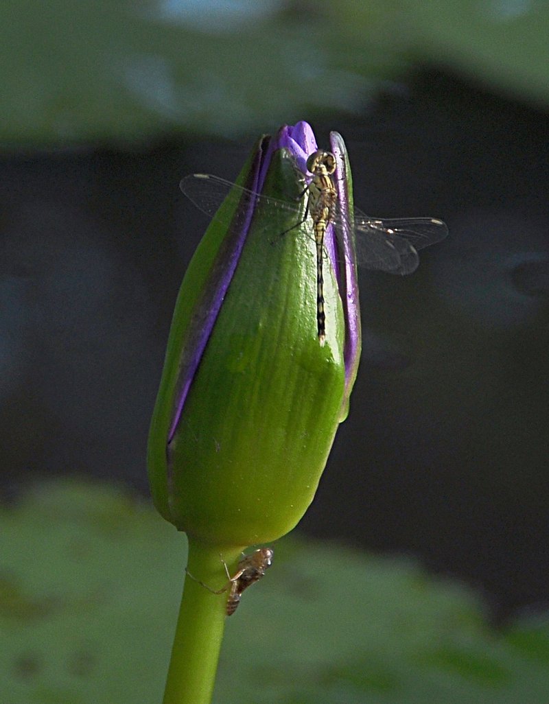 nov 22 1661 dfly lotus bud