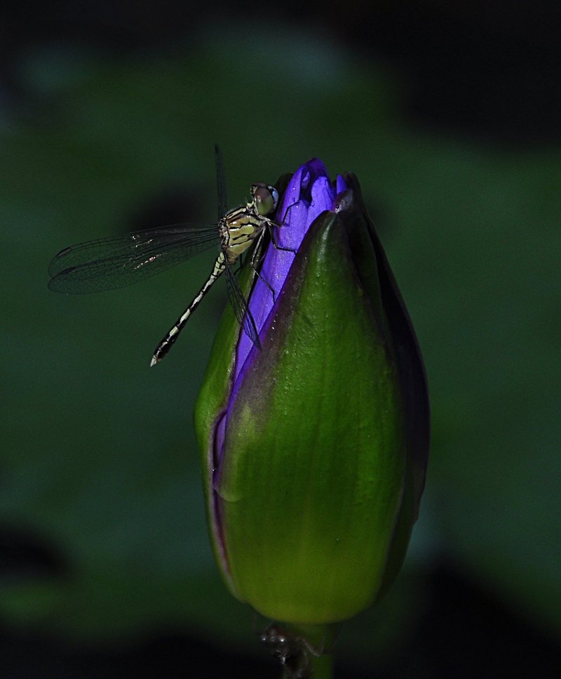 nov 22 1672 dfly lotus bud