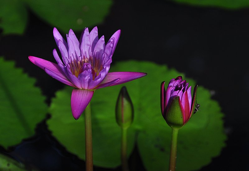 nov 22 1678 two lotus