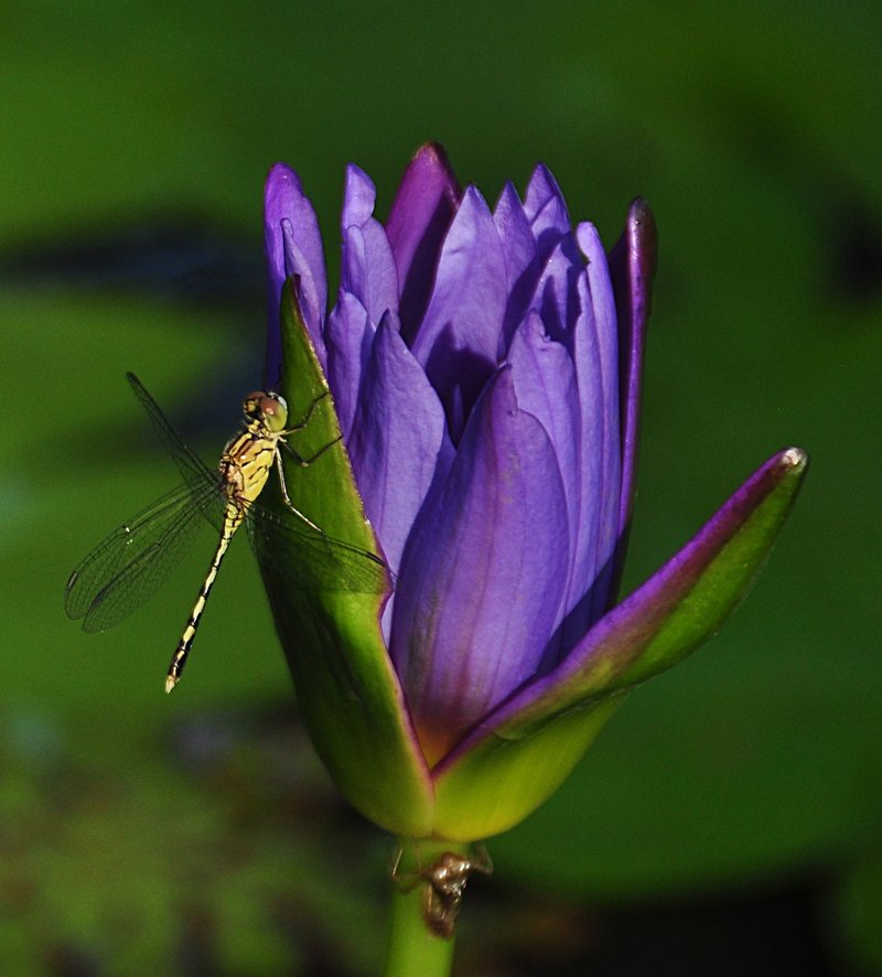 nov 22 1680 dfly lotus bud
