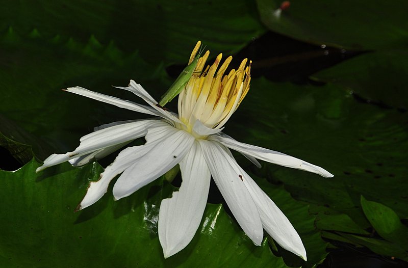 nov 22 1680 hopper eating lotus