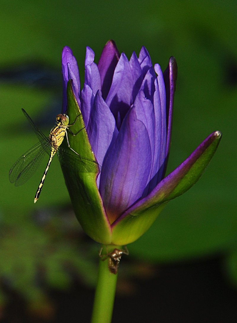 nov 22 1682 dfly lotus bud