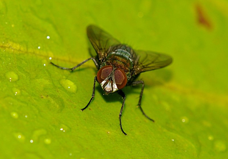 Fly Front View