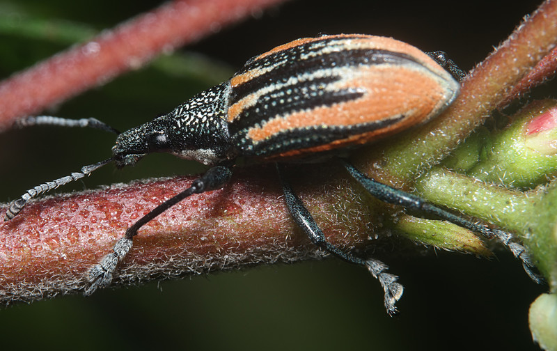 oct 09 5250 beetle
